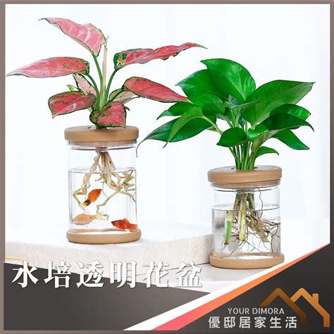 水生植物盆栽養魚|不想整理 一樣可以種花養魚懶人缸 水生根植物搭配養魚 魚菜共生